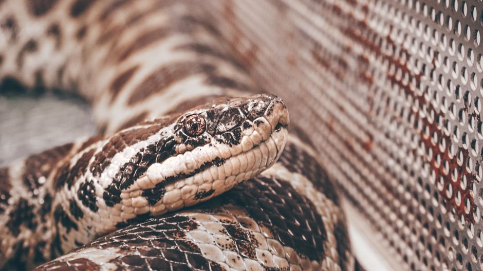 Imagen detallada en primer plano de una pitón descansando sobre una superficie perforada.