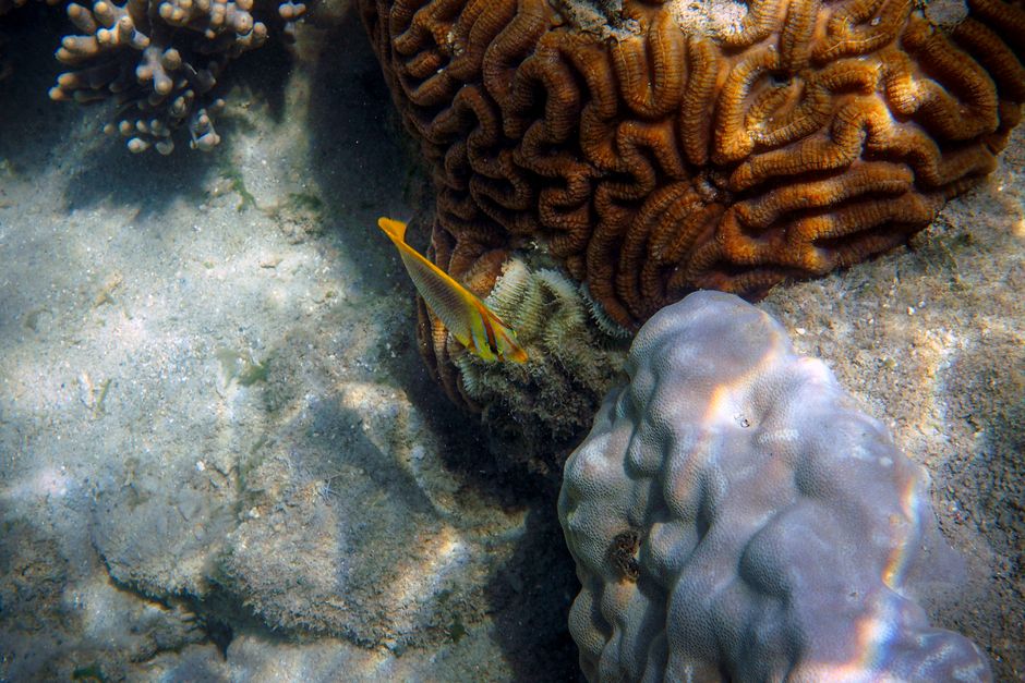 Corales coloridos y peces bajo las aguas claras en Low Isles, Australia.