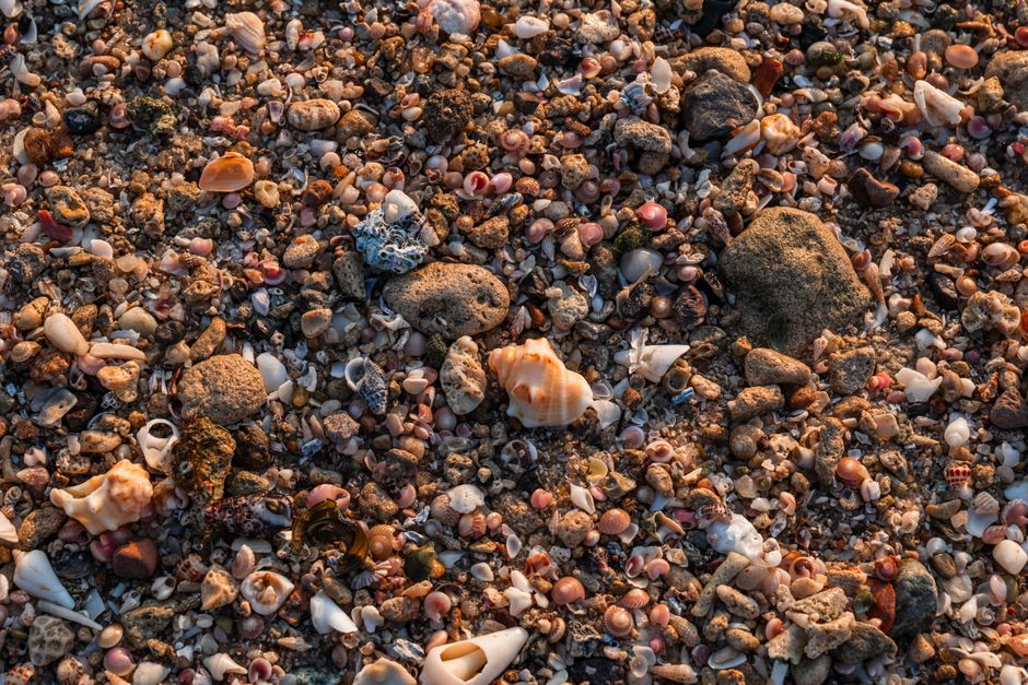 Vista detallada de varias piedras y conchas sobre la superficie arenosa de una playa.
