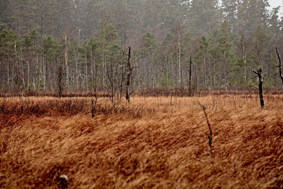 Vista tranquila de un bosque otoñal y pradera en Jönköping, Suecia, mostrando la belleza de la naturaleza.