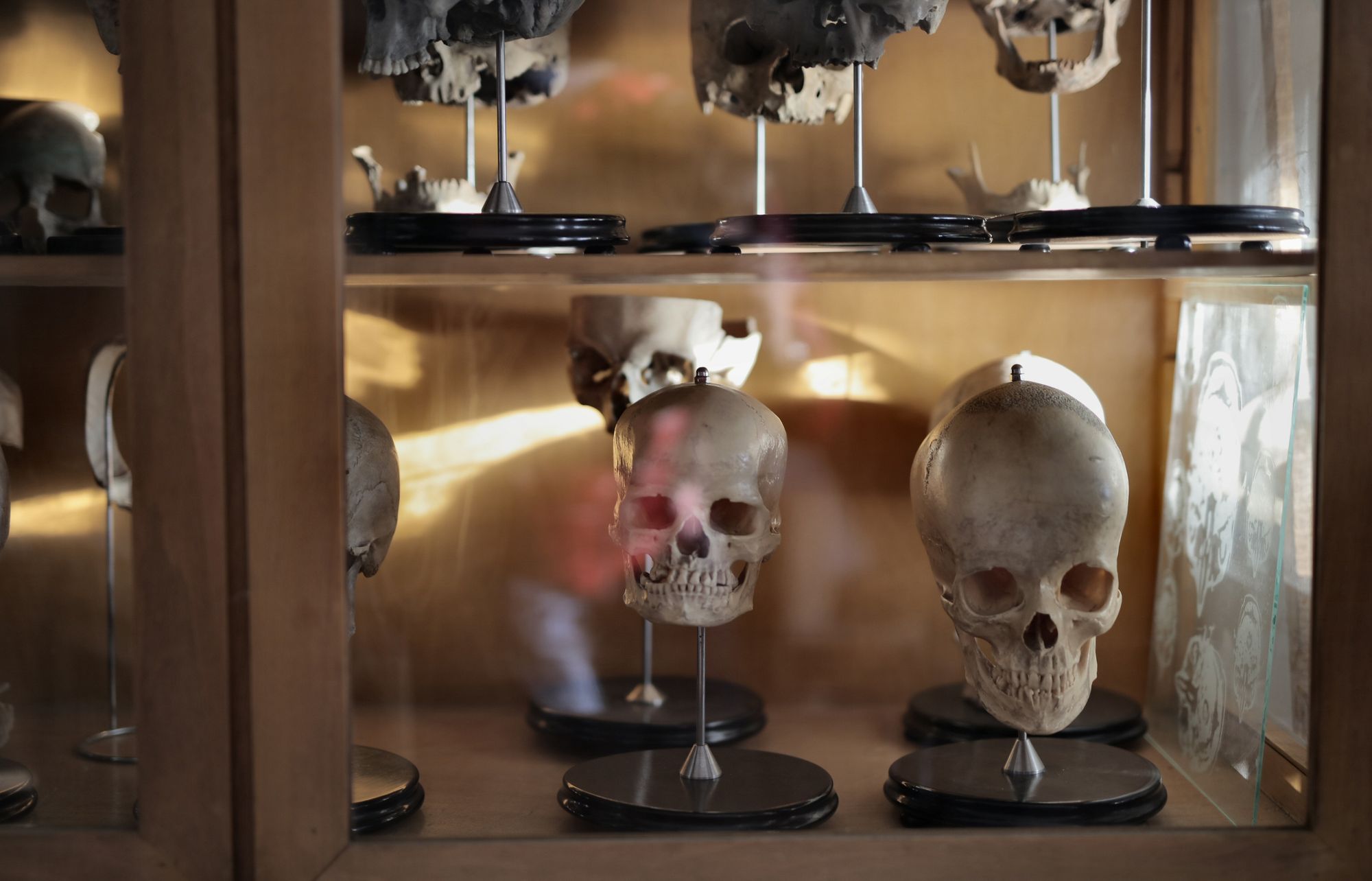 Gen neandertal: 270 g más de músculo, casi ausente en Europa