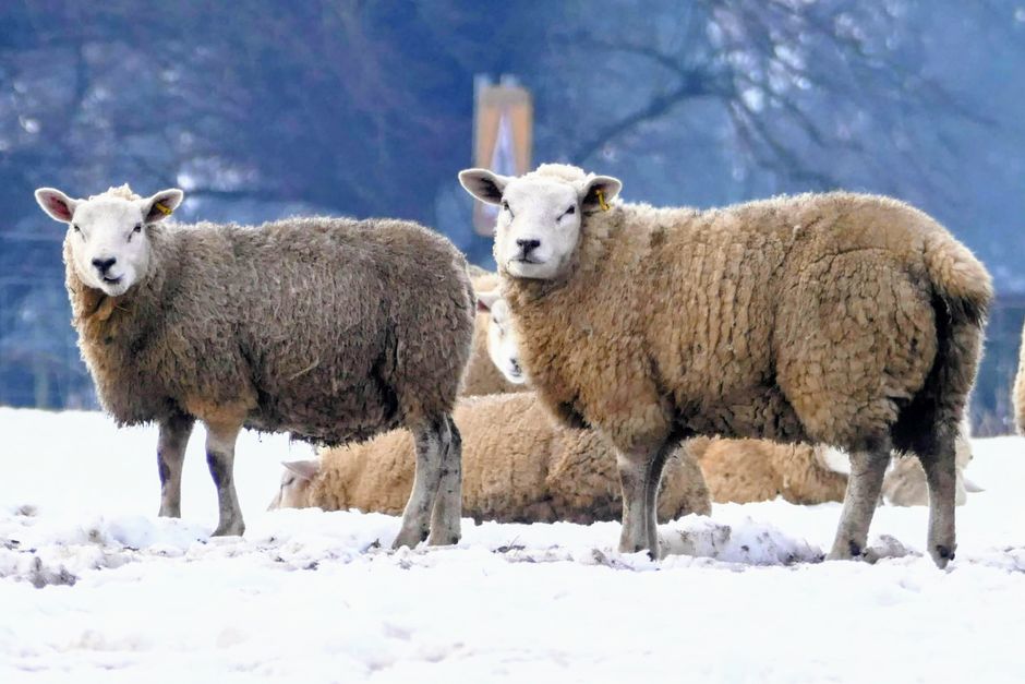 Un rebaño de ovejas en un campo cubierto de nieve en Studley Roger, Inglaterra.