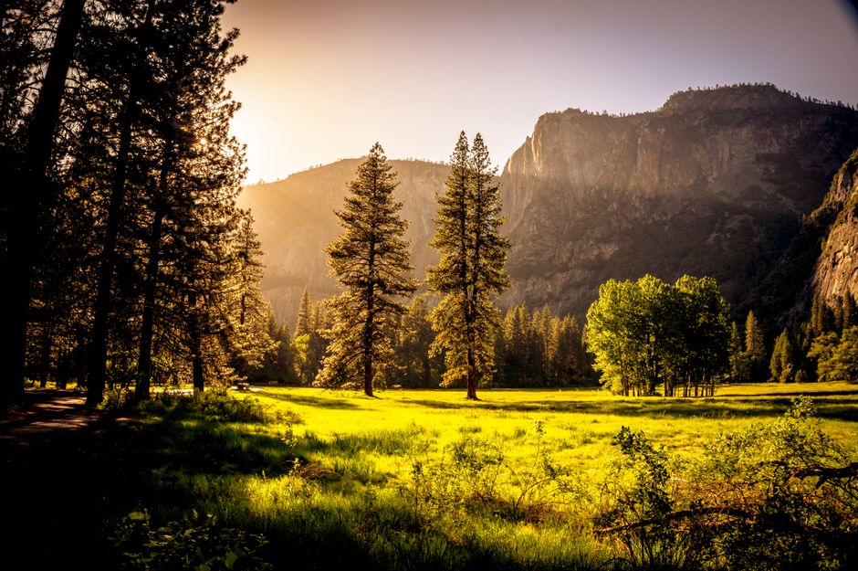 Campo De Hierba Verde Y árboles Verdes Durante El Día