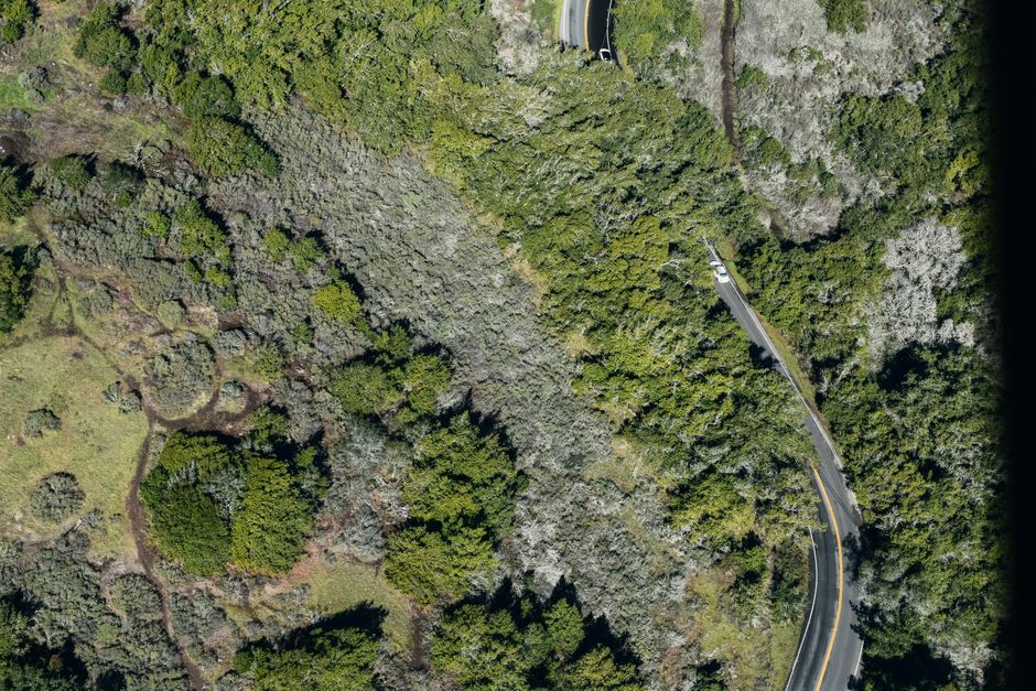 El dron captura una carretera serpenteante que atraviesa un exuberante bosque verde, destacando la belleza de la naturaleza.