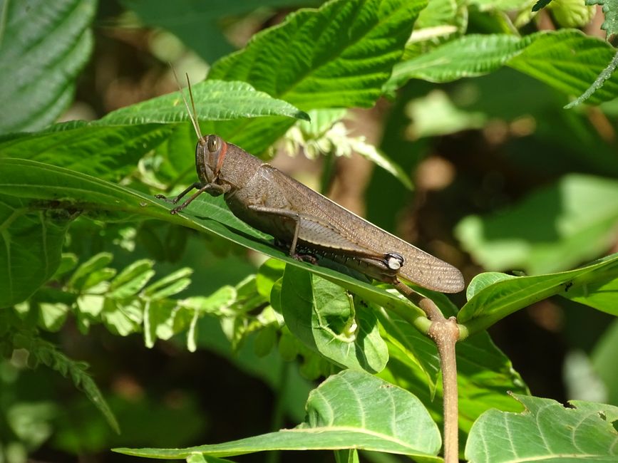 Primer plano detallado de un saltamontes descansando en una hoja en Ahobilam, India.