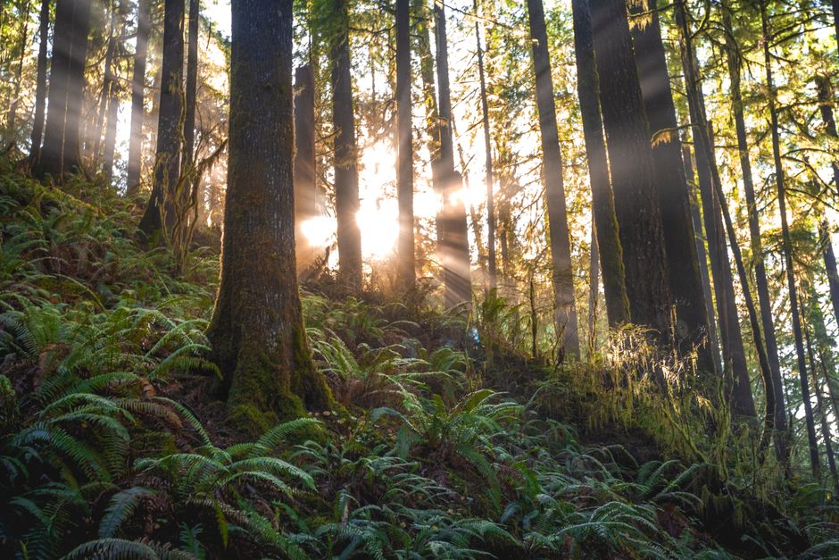 Foto Escénica De Bosque Con Luz Solar