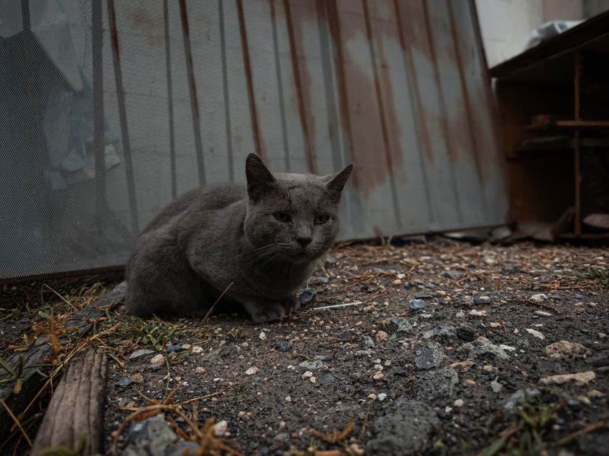 Un gato gris descansando al aire libre sobre una superficie rocosa junto a una pared de metal oxidado. Ambiente melancólico.