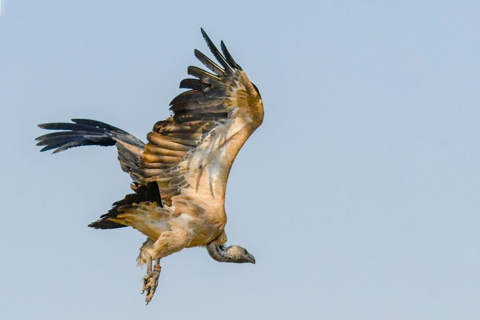 Close-up de un buitre en vuelo contra un cielo despejado, mostrando su envergadura.