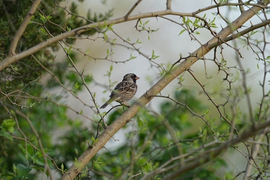 Un gorrión se posaba en una rama en medio de un follaje verde vibrante durante la primavera.