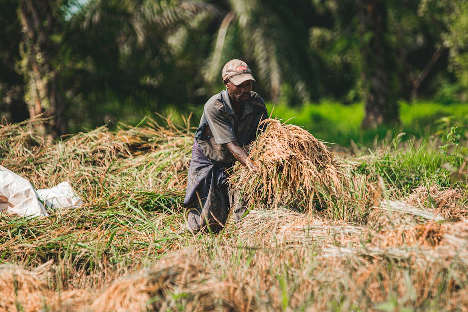 Fotos de stock gratuitas de agricultor, agricultura, agricultura de arroz