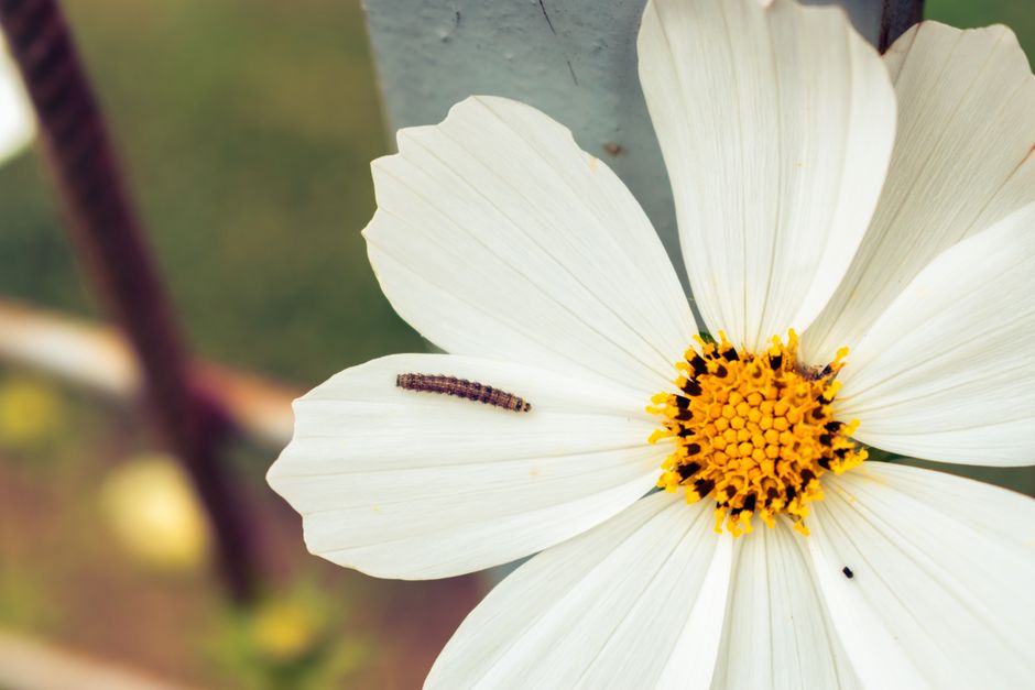 Toma en macro de una oruga sobre un pétalo de flor cosmos blanca.