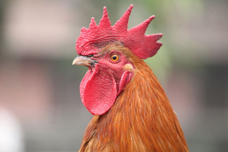 Primer plano detallado de un gallo rojo con plumas vívidas, mostrando su belleza natural.