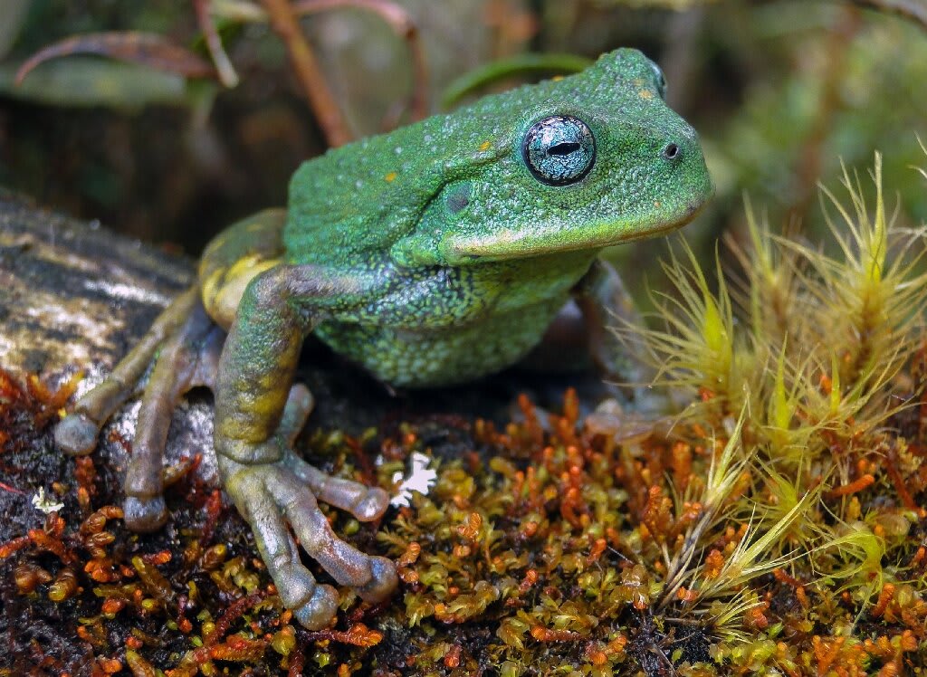 Hallan 27 nuevas especies en la Amazonía peruana