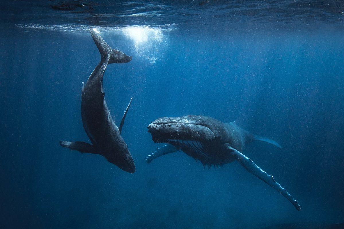 Hallan audio de ballena más antiguo de la historia