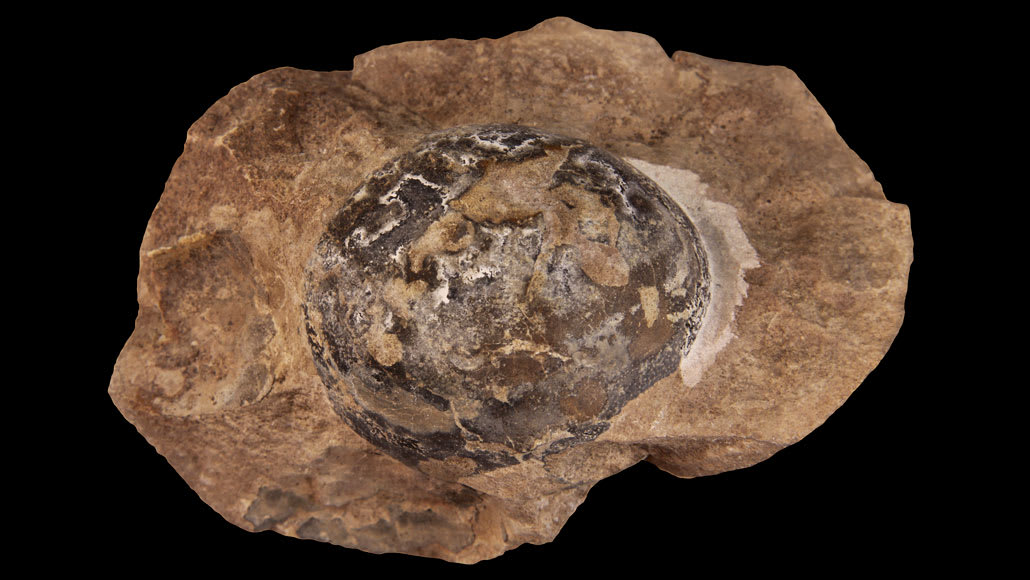 Hallan huevo de ancestro mamífero en fósil de 250M de años