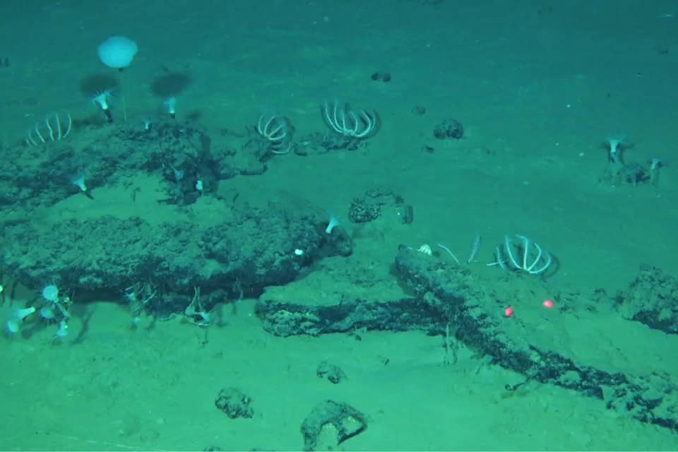 Hallan inmenso cementerio de ballenas en Océano Índico