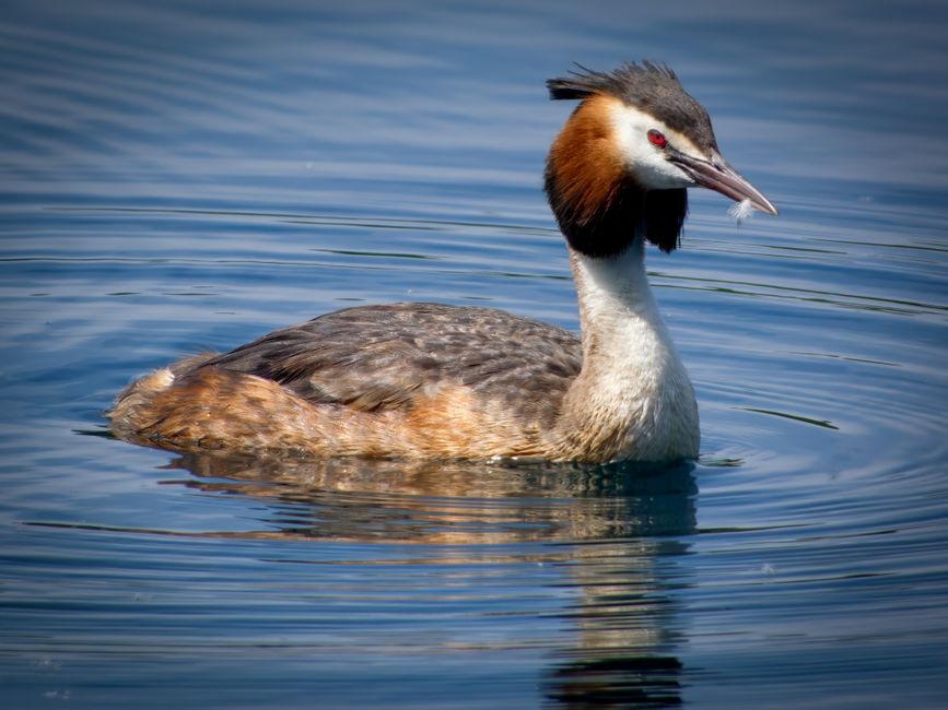 Un somormujo lavanco deslizándose elegantemente sobre una tranquila masa de agua. Fotografía tomada en un día soleado.