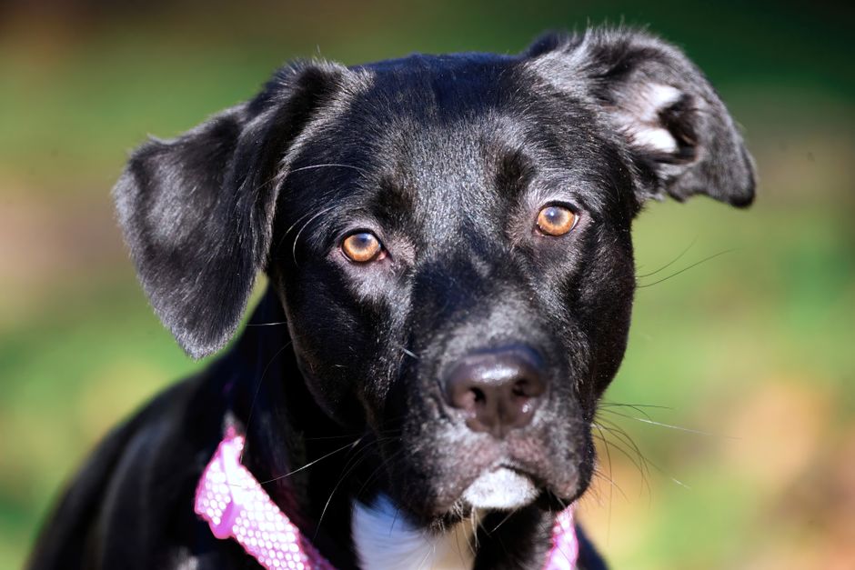 Acercamiento de un perro negro con ojos atentos y collar rosa en luz natural.