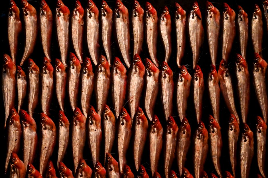 Anchoas frescas organizadas en un mercado de mariscos en Chattogram, Bangladesh.