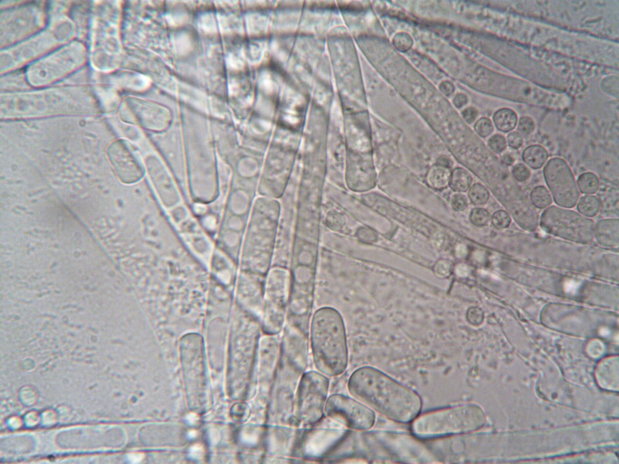 Hongos viven a 556 metros bajo los Grandes Lagos