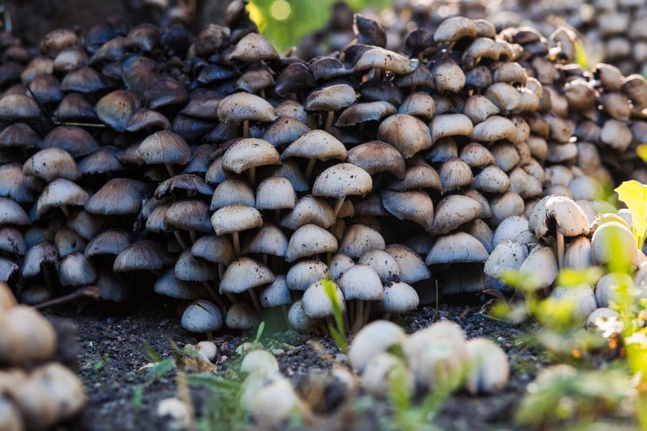 Un rico grupo de setas en un entorno natural al aire libre, capturando la esencia del crecimiento de la naturaleza.
