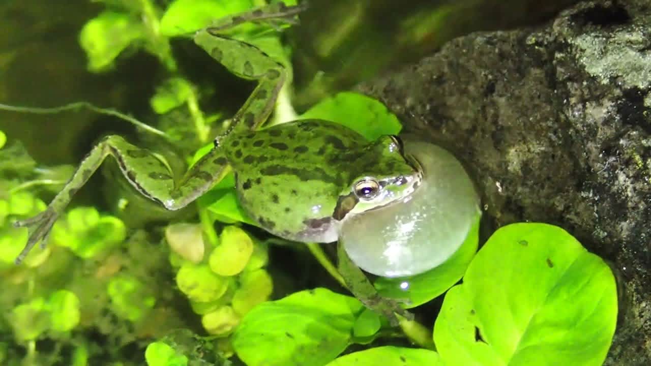 Humanos y animales comparten el mismo gusto acústico