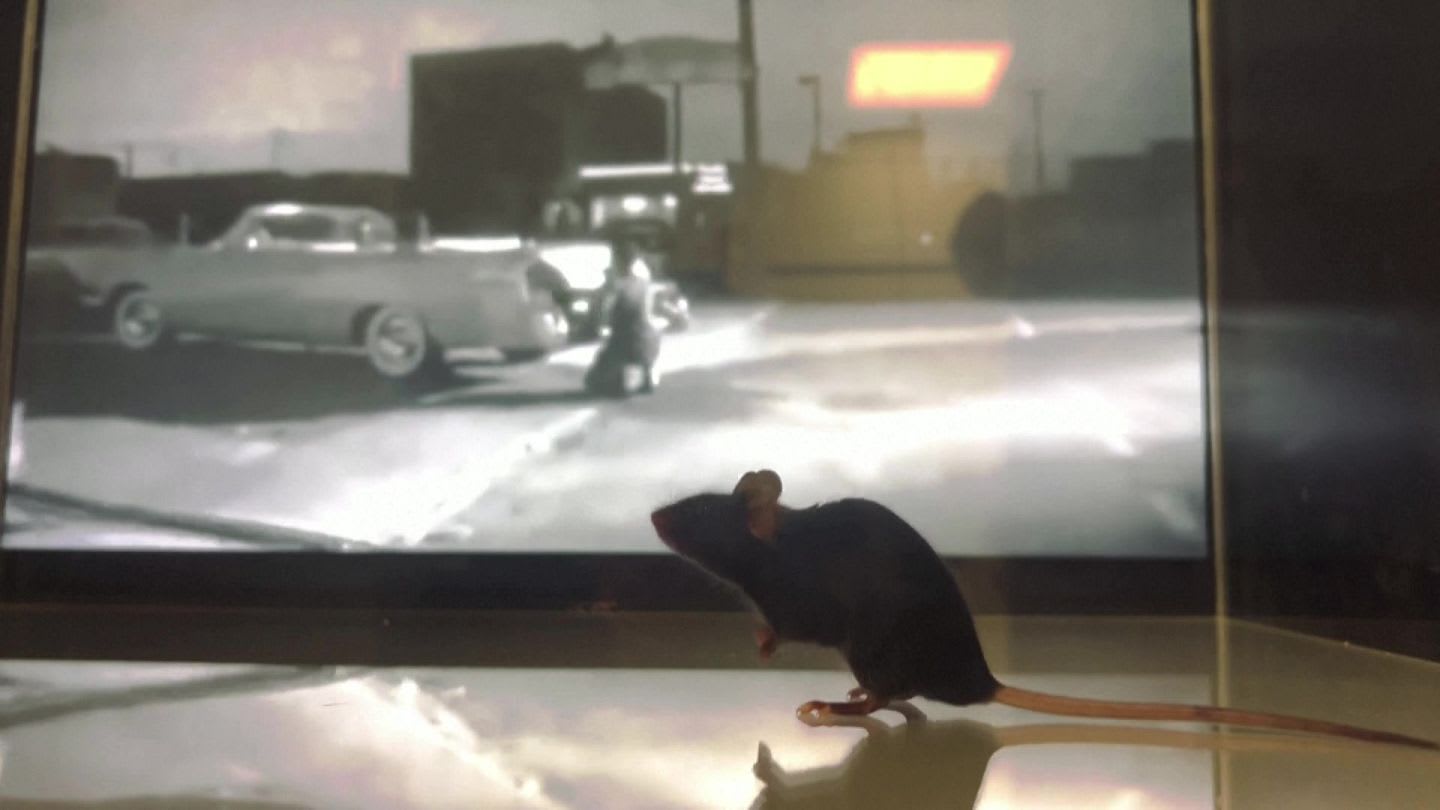 IA reconstruye videos desde la mente de ratones