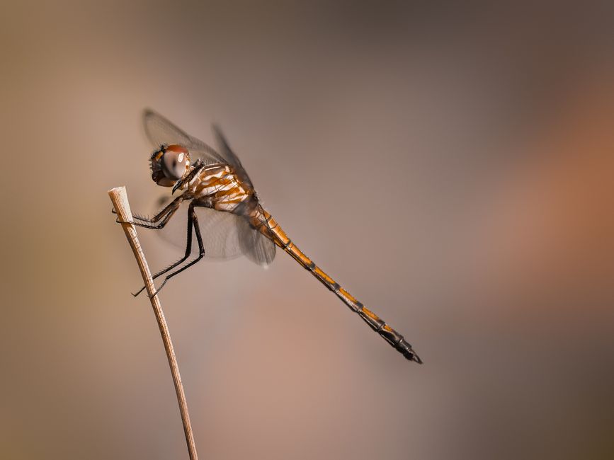 Toma macro detallada de una libélula descansando en una rama, capturada en Costa Rica.