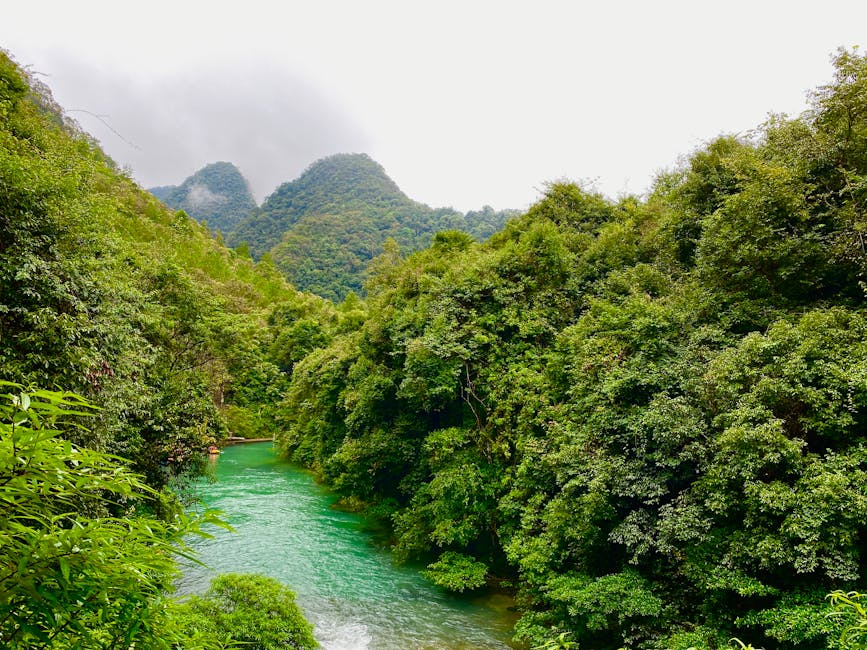 Fotos de stock gratuitas de al aire libre, ambiente sereno, árboles verdes