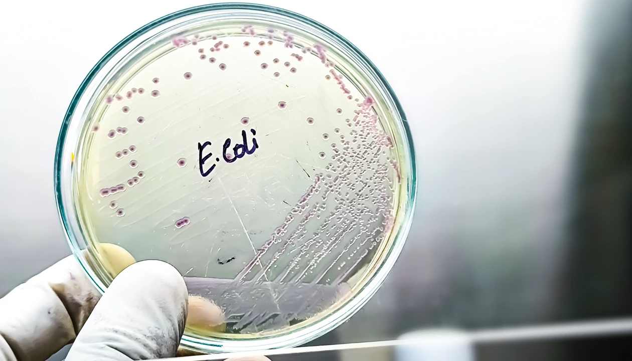 Interruptor CRISPR apaga bacterias sin cortar el ADN