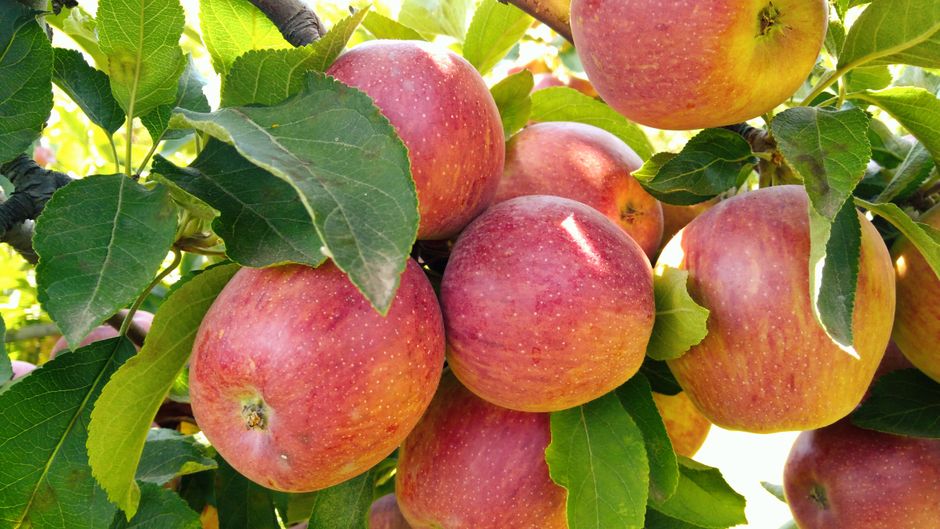 Primer plano de manzanas rojas maduras que crecen en la rama de un árbol en un huerto en Amasya, Turquía.