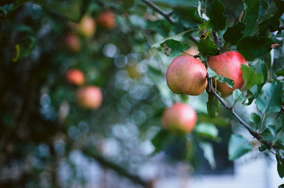 Fotos de stock gratuitas de agricultura, al aire libre, apple