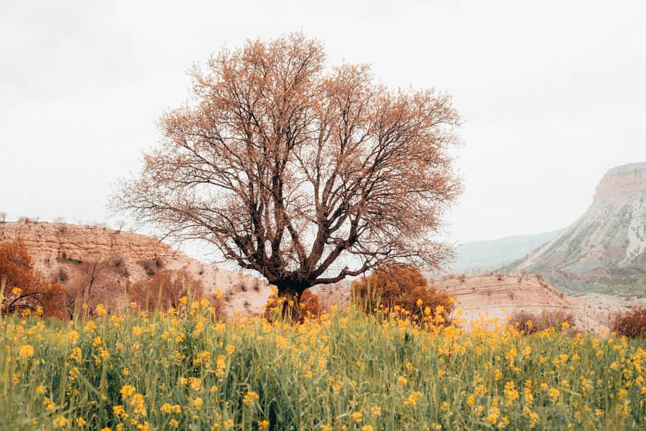 Fotos de stock gratuitas de agricultura, al aire libre, arbol aislado