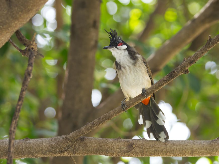 Bulbul de pío rojo posado en una rama de árbol con hojas en Dongguan, China.