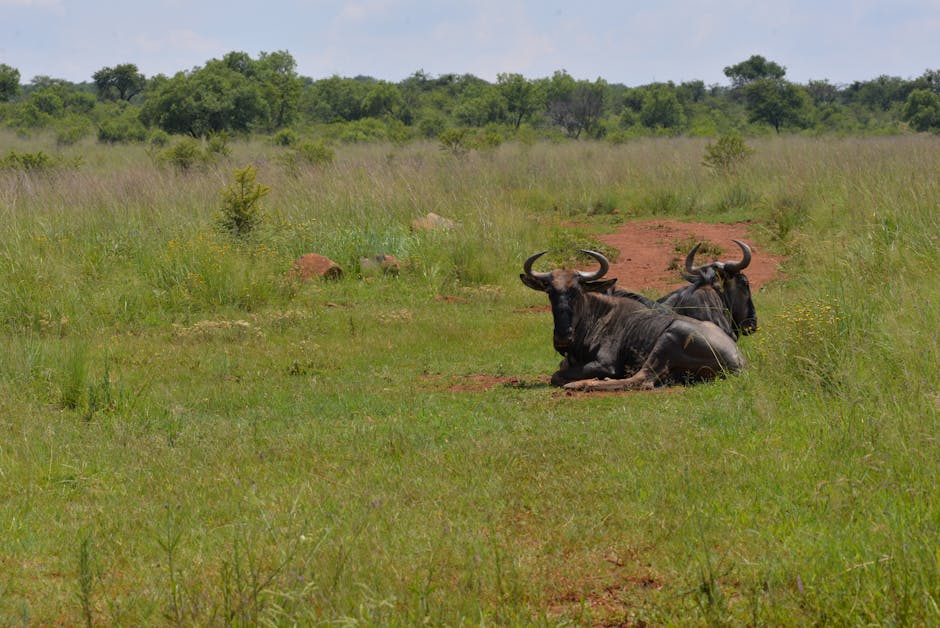 Fotos de stock gratuitas de acostado, África, al aire libre