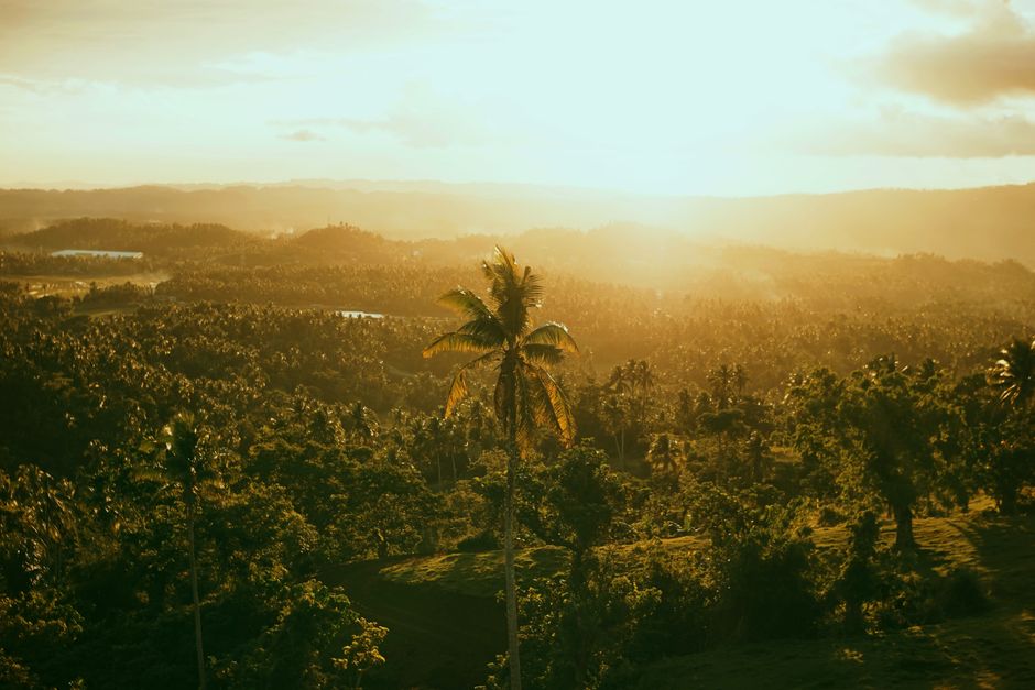 Fotos de stock gratuitas de al aire libre, amanecer, arboles