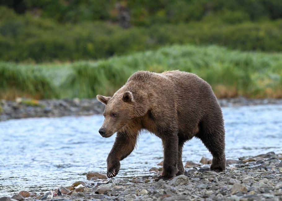 Un majestuoso oso pardo pasea por la orilla de un río en el Parque Nacional Katmai, Alaska.
