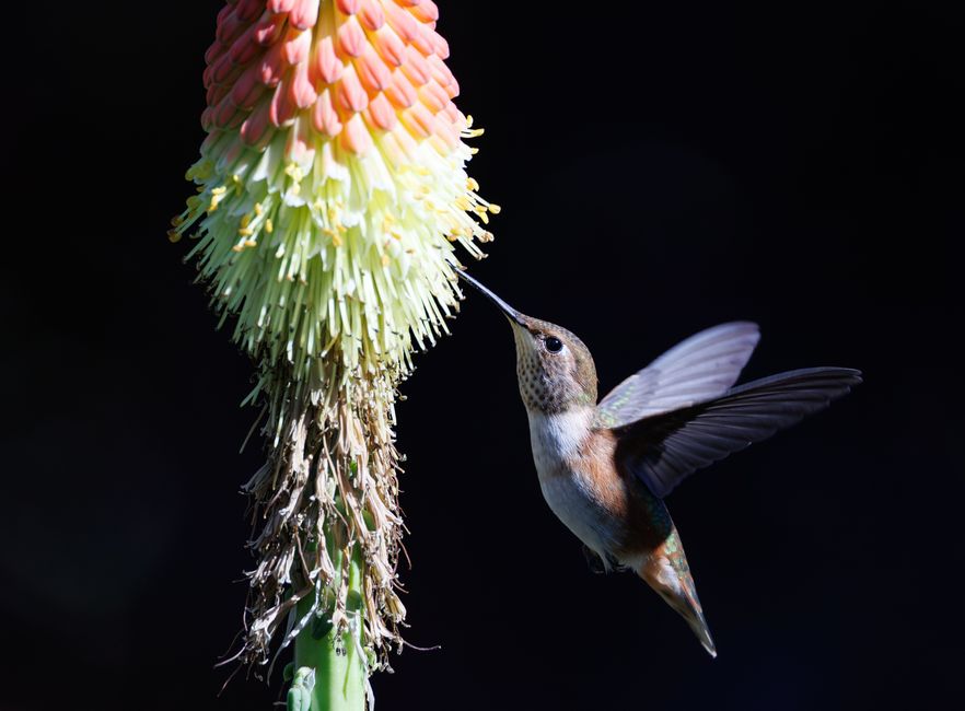 Un colibrí se alimenta delicadamente de una colorida flor de lirio antorcha sobre un fondo oscuro.
