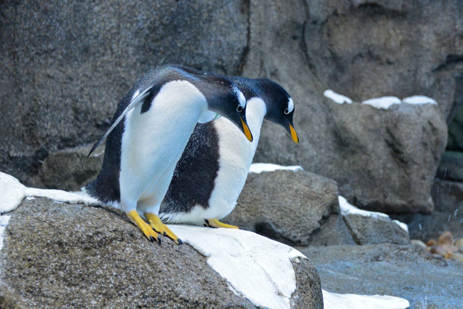 Una pareja de pingüinos papúa de pie sobre un terreno rocoso, mostrando sus distintivos cuerpos blancos y negros y sus picos anaranjados.