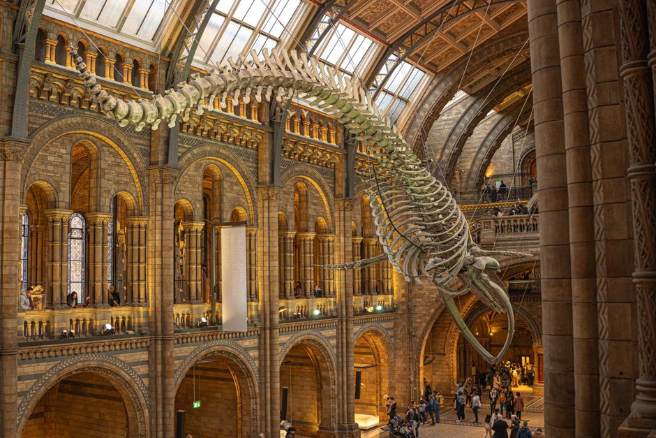 Vista interior del esqueleto de ballena en el Museo de Historia Natural de Londres con arquitectura arqueada.