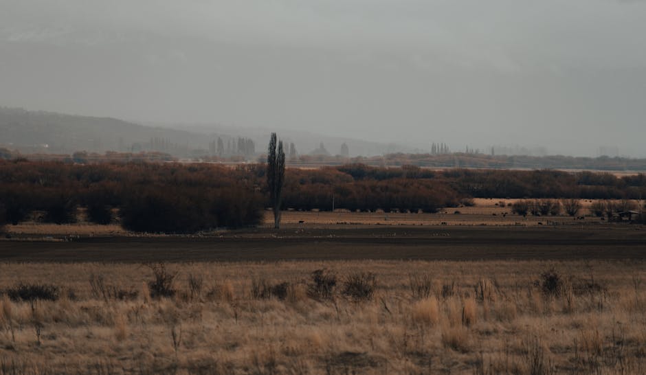 Fotos de stock gratuitas de aislado, al aire libre, árbol