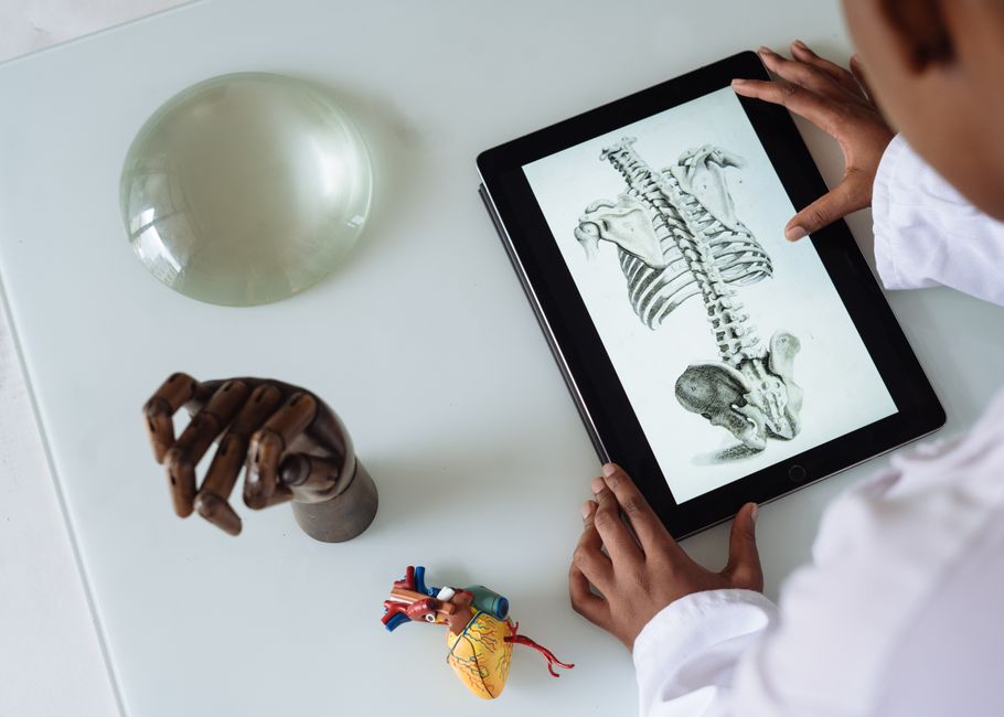 Manos examinando una ilustración digital de anatomía en una tablet junto a modelos anatómicos en una mesa.