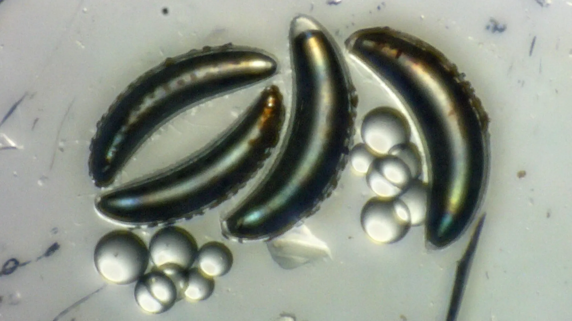 La mosca que resiste 400 metros de presión bajo el agua