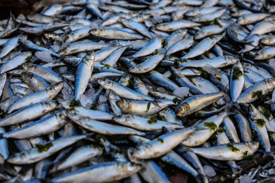 Una vibrante exhibición de sardinas frescas sobre hielo en un mercado de Alejandría, Egipto.