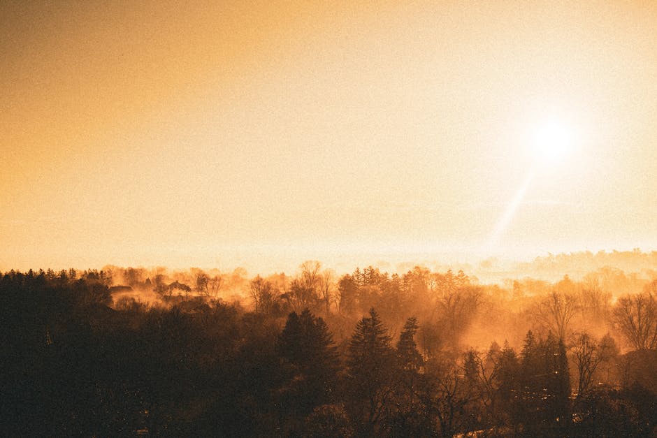 Fotos de stock gratuitas de al aire libre, amanecer del bosque, anochecer
