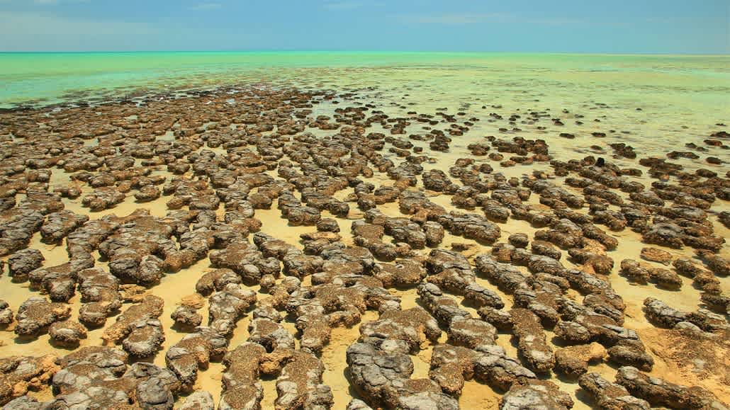 La vida compleja más antigua de la Tierra requirió oxígeno