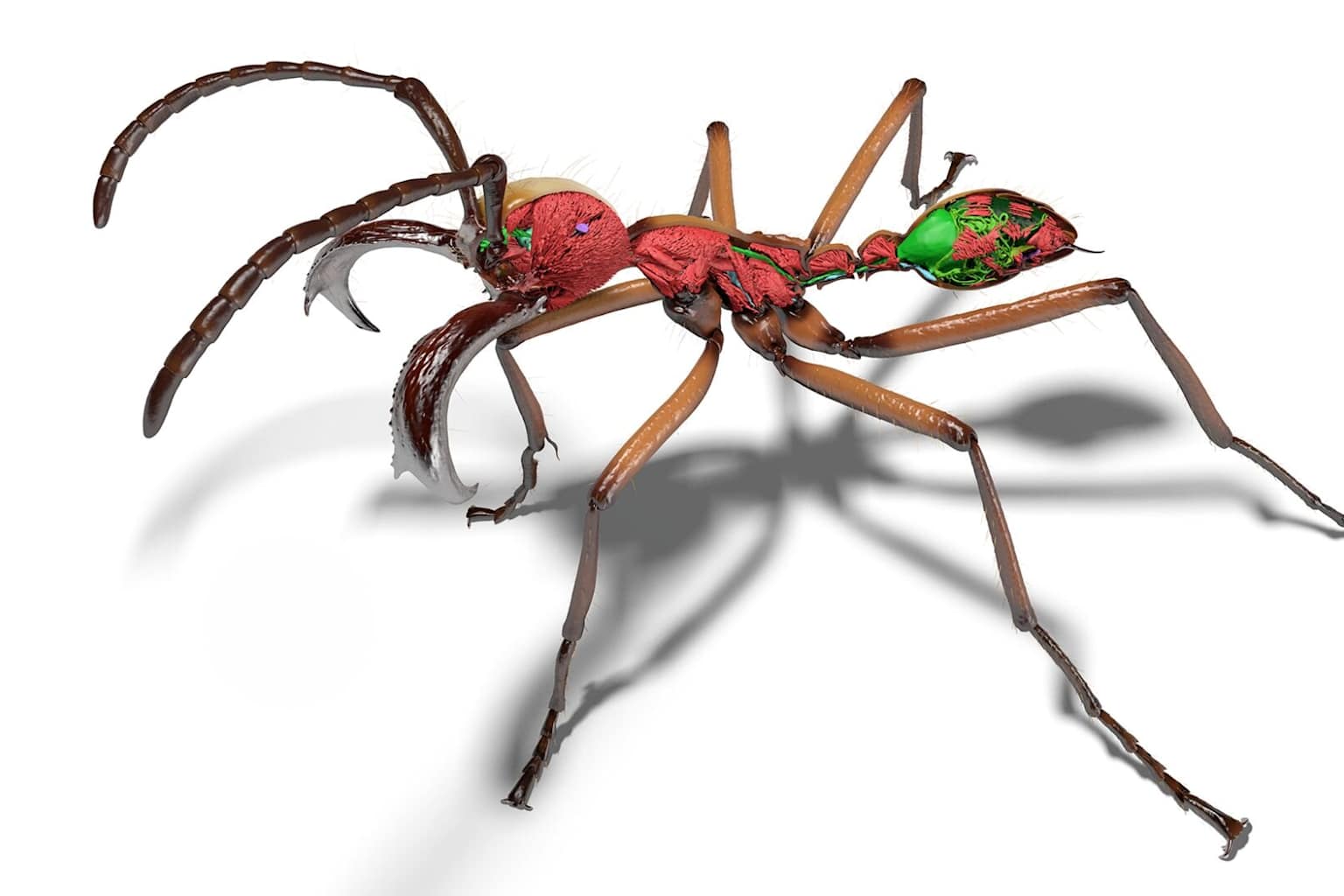 Lanzan Antscan: la base de datos 3D gratuita de hormigas