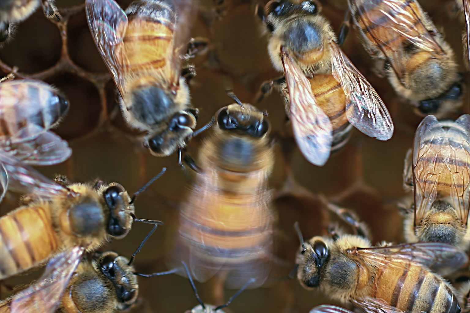 Las abejas bailan mejor cuando tienen público, revela estudio