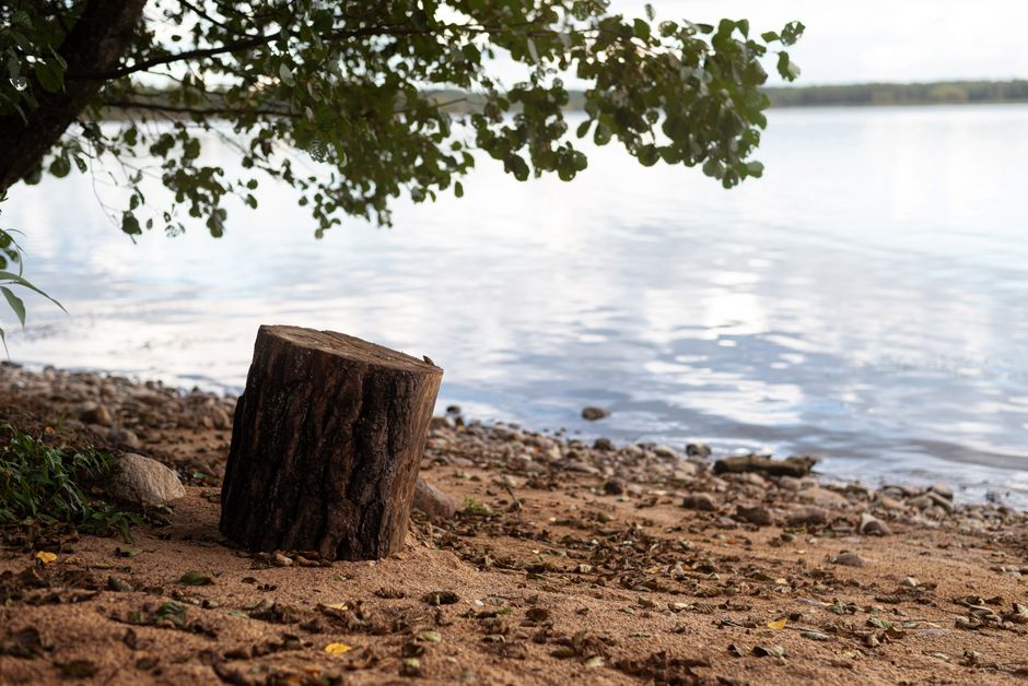 Una vista tranquila junto al lago con un tocón de árbol en la orilla de arena, con un árbol frondoso y agua serena.