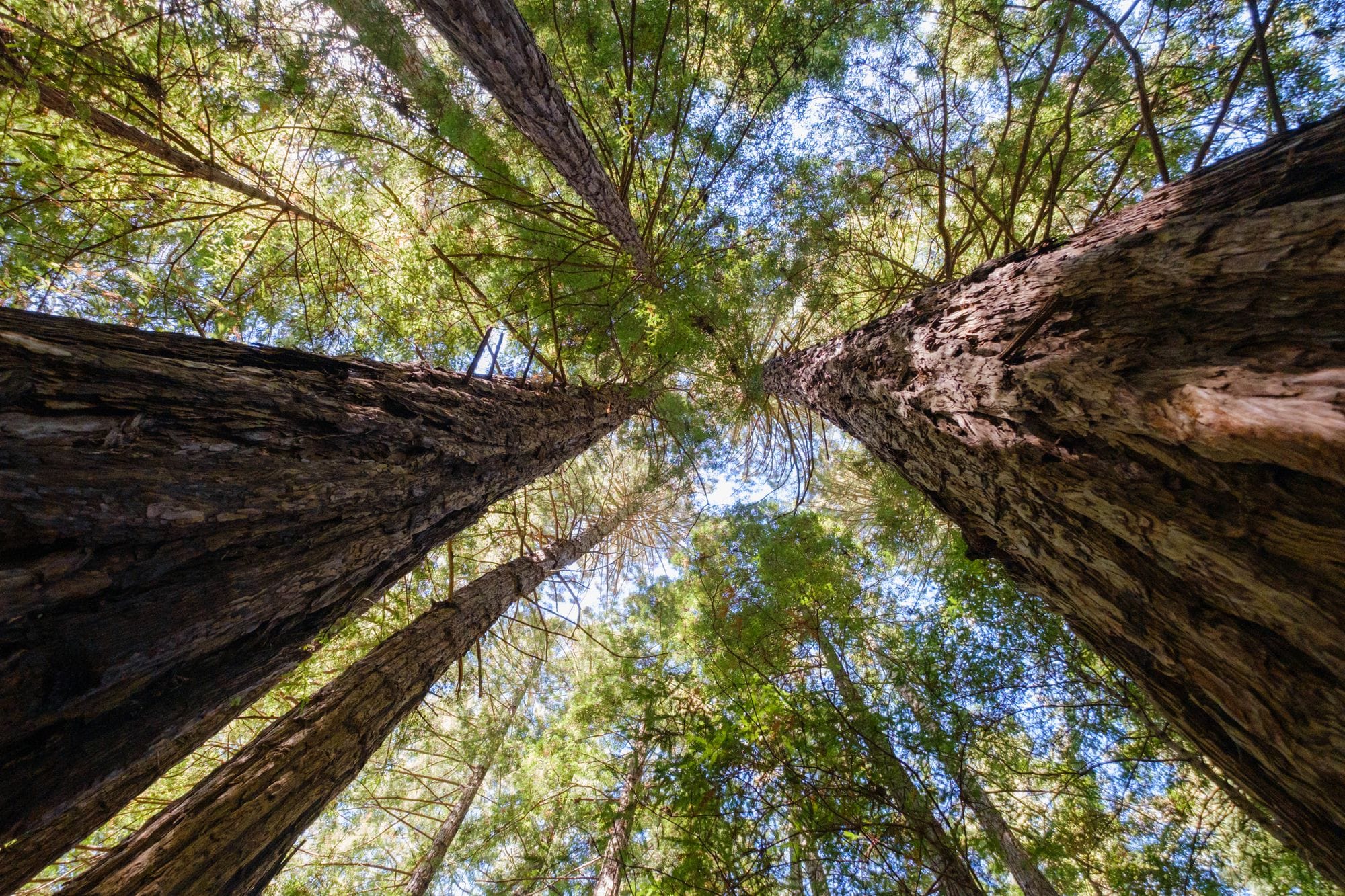 Más CO₂ abrió los bosques: tardaron 100,000 años